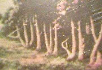 pokok1.jpg