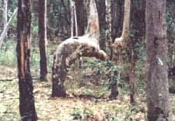 rukuk1.jpg